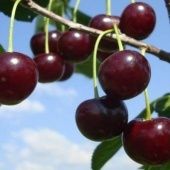 Вишня Прима (в коробке)  (ПОИСК)