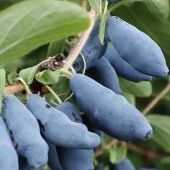 Жимолость съедобная Нимфа (ПОИСК)