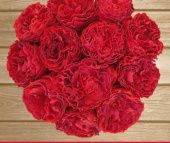 Роза Самарканда чайно-гибридная (Золотая сотка Алтая)