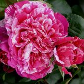 Роза Инес Састр плетистая клаймбер (Барнаул)