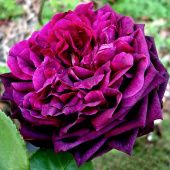 Роза Черничная Гора шраб (Золотая сотка Алтая)