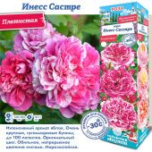 Роза Инесс Састре плетистая (Сиб сад)