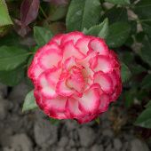 Роза Испанский Танцор Чайно-гибридная (Садовита)