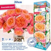 Роза Эдит английская (Сиб сад)