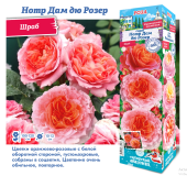 Роза Нотр Дам дю Розер шраб (Сиб сад)