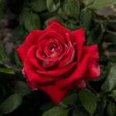 Роза Осирия Чайно-гибридная (Садовита)