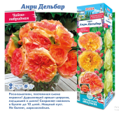 Роза Анри Дельбар чайно-гибридная (Сиб сад)