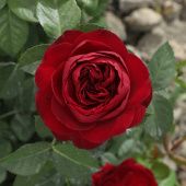 Роза Эротик рококо Спрей (Садовита)