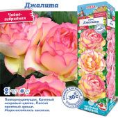 Роза Джалита чайно-гибридная (Сиб сад)