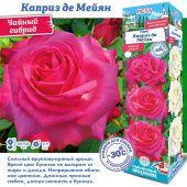 Роза Каприз де Мейян чайно-гибридная (Сиб сад)