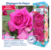 Роза Шартрез де Парм чайно-гибридная (Сиб сад)