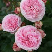 Роза Мария Тереза флорибунда (Барнаул)