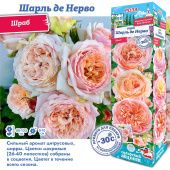 Роза Шарль де Нерво шраб (Сиб сад)