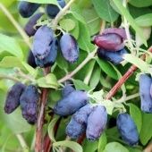 Жимолость съедобная Индиго Джем (ПОИСК)