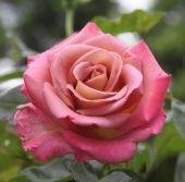 Роза Мишель Дрюкер чайно-гибридная (Сиб сад)