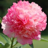 Пион Сэлмон Глори травянистый (ПОИСК)