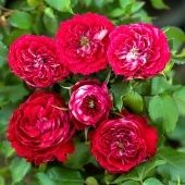 Роза Гранатовый Браслет спрей (Золотая сотка Алтая)