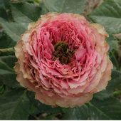 Роза Принцесса Иоши Спрей (Садовита)