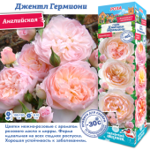 Роза Джентл Гермиони английская (Сиб сад)