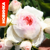 Роза Пина Бауш шраб (Барнаул)