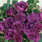 Роза Пурпл Эден флорибунда (Татарстан Розариум)