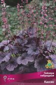 Гейхера гибридная Кассис (ПОИСК)