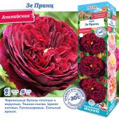 Роза Зе Принц английская (Сиб сад)