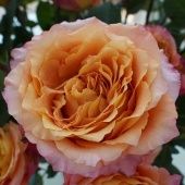 Роза Фри спирит чайно-гибридная (Садовита)