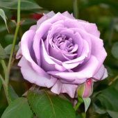 Роза Си-Си чайно-гибридная (Сиб сад)