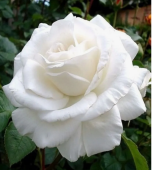 Роза Аннапурна чайно-гибридная ЭКОНОМ (Барнаул)