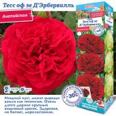 Роза Тесс оф зе Д Эрбервилль английская плетистая (Сиб сад)