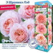 Роза Э Шропшиэ Лэд английская (Сиб сад)