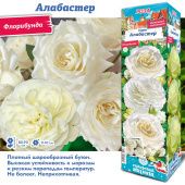 Роза Алабастер флорибунда (Сиб сад)
