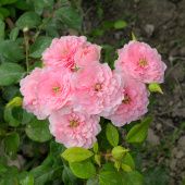 Роза Фрейлен Дэнс спрей (Садовита)