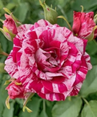 Роза Арроу фолиес Спрей (Садовита)