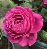 Роза Олл фо Лав чайно-гибридная (Сиберика)