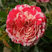 Роза Папагено Чайно-гибридная (Садовита)