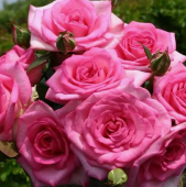 Роза Беверли чайно-гибридная (Татарстан Розариум)