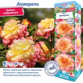 Роза Акварель чайно-гибридная (Сиб сад)