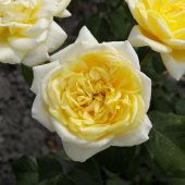 Роза Грэхем Томас Шраб (Английская) (Садовита)