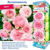 Роза Велленшпиль шраб (Сиб сад)