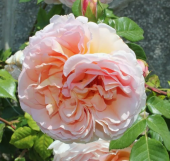 Роза Графиня Воронцова плетистая (Золотая сотка Алтая)