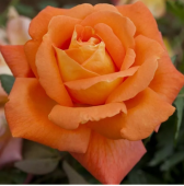 Роза Луи де Фюнес чайно-гибридная (Татарстан Розариум)