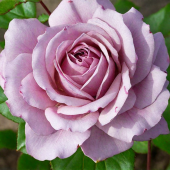 Роза Лав Сонг флорибунда (Садовита)