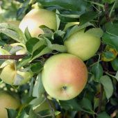 Яблоня карликовая Приземленное (в коробке) (ПОИСК)