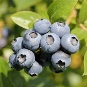 Голубика Норт блю высокорослая (ПОИСК)