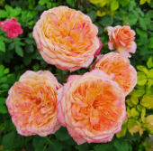 Роза Викторианский Секрет чайно-гибридная (Барнаул)