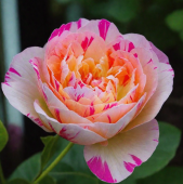 Роза Жюли Андриё плетистая клаймбер (Барнаул)