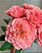 Роза Микото японская шраб (Золотая сотка Алтая)