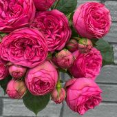 Роза Пинк Пиано чайно-гибридная (Садовита)